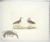 Spotted Sandpiper - Male & Female